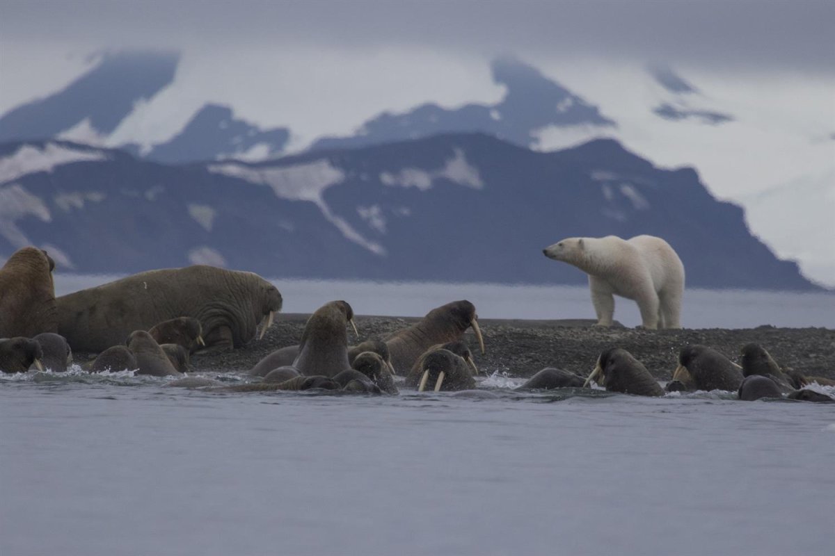 Поселок Белушья губа новая земля