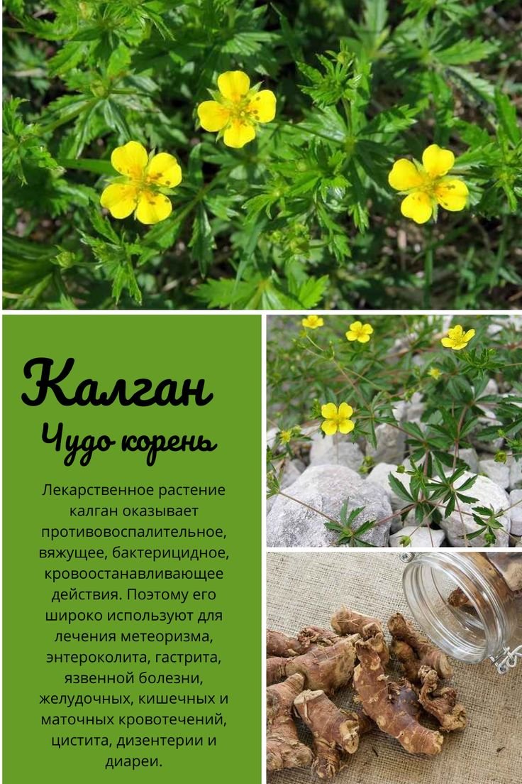 Калган лекарственный
