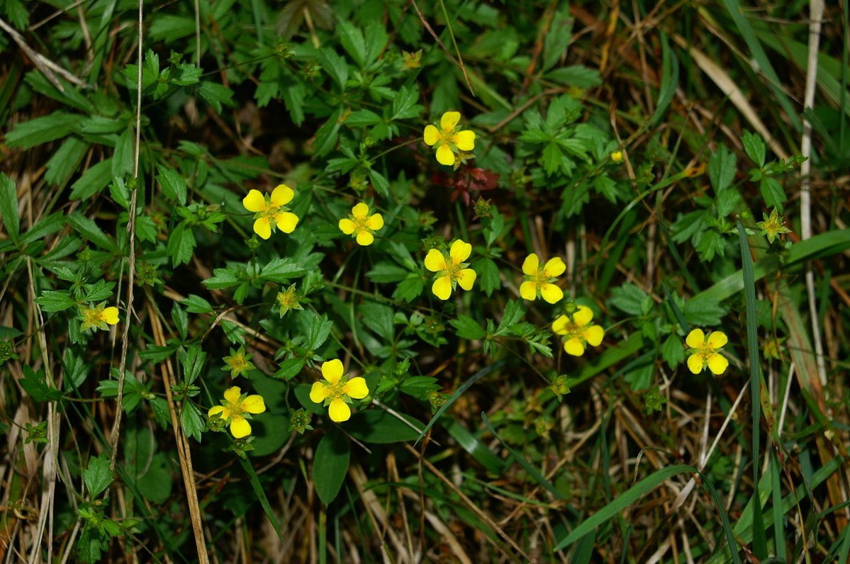 Лапчатка промостойчатая