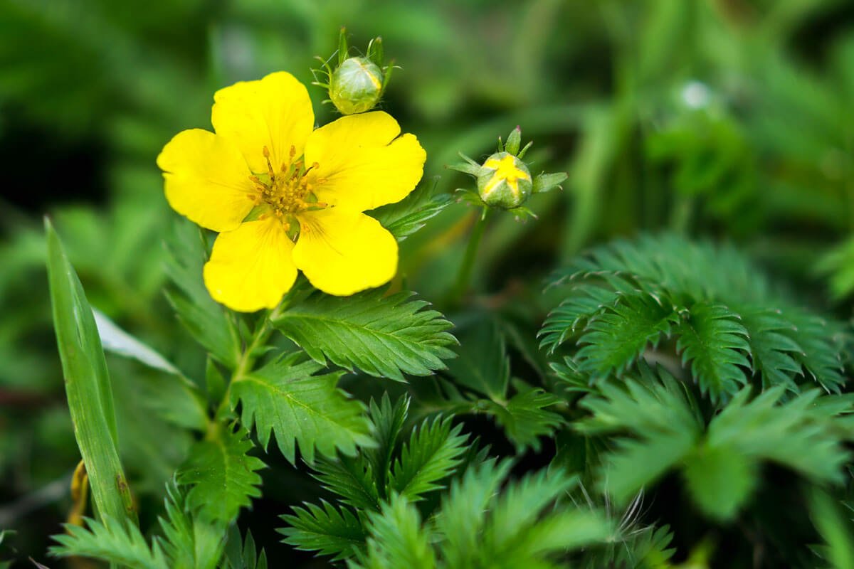 Лапчатка прямая