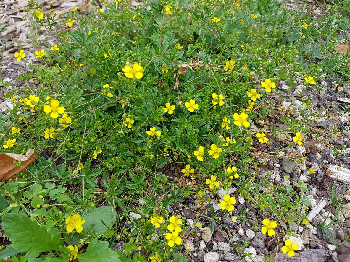 Калган куриная слепота