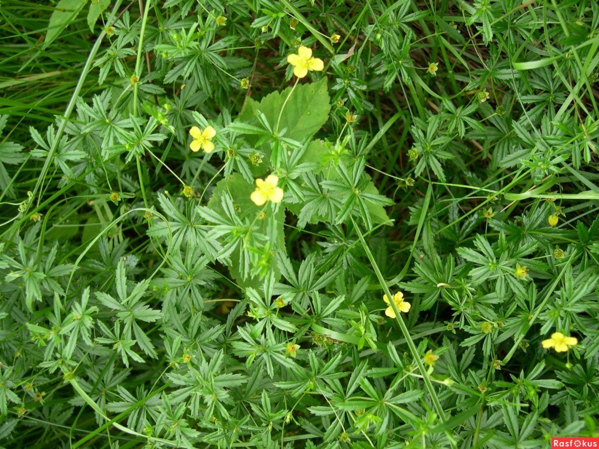 Лапчатка прямостоячая Солнечный зайчик