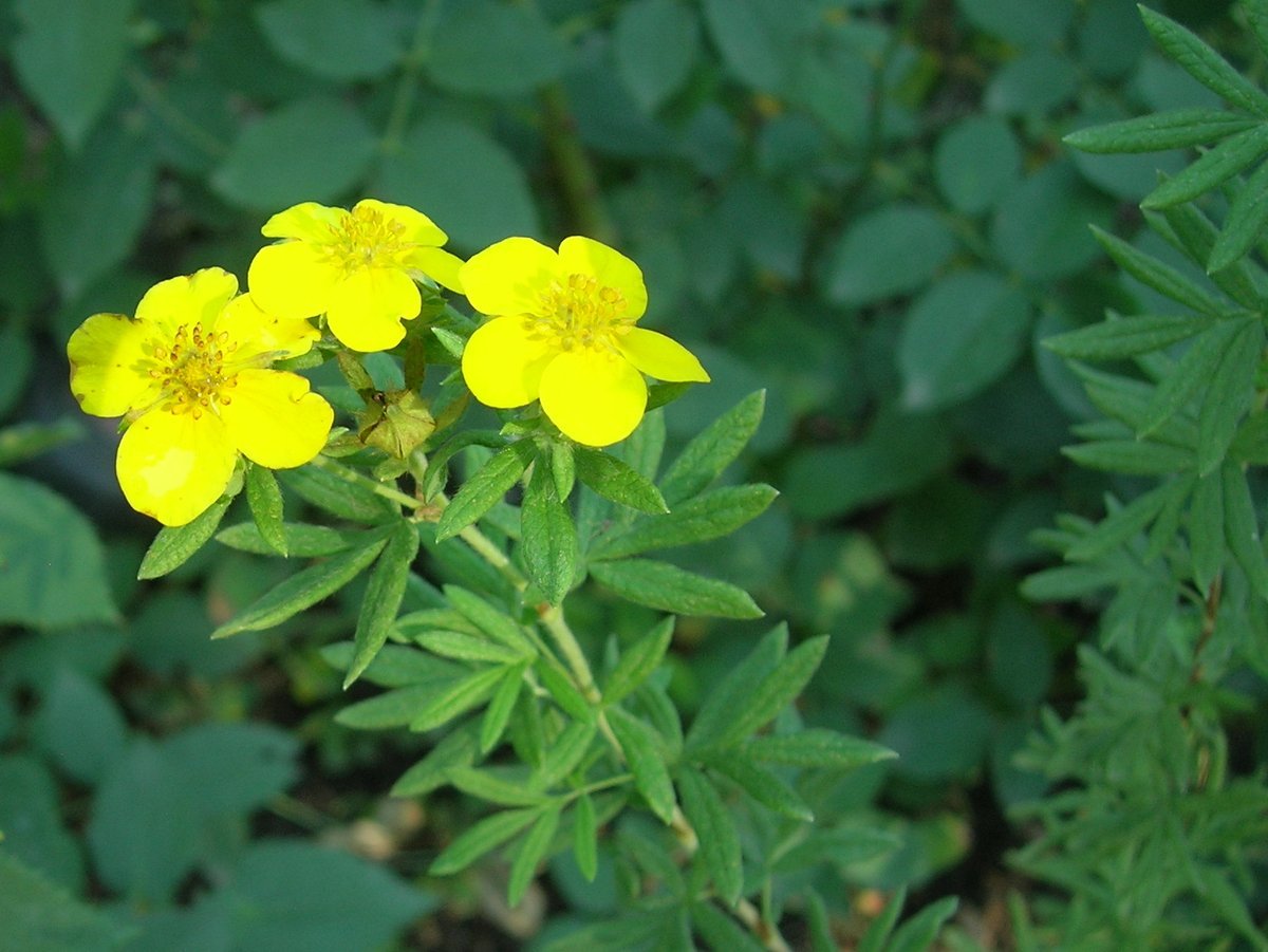 Лапчатка промостойчатая