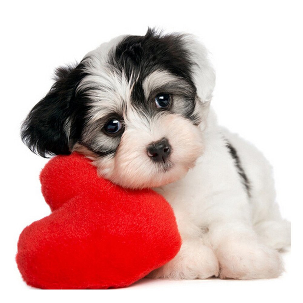 Симпатичные щенки