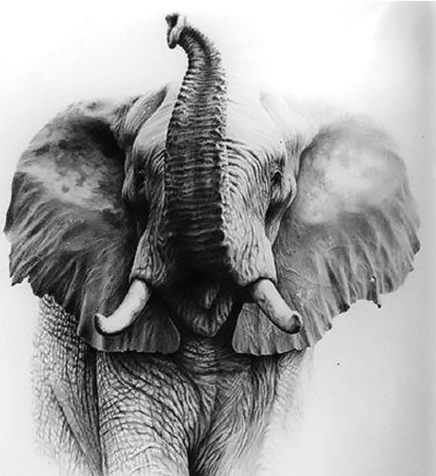 Слон в графике