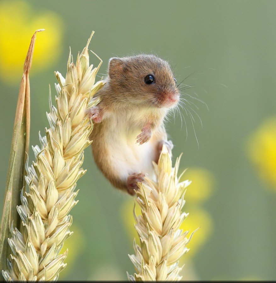 Мышь Малютка