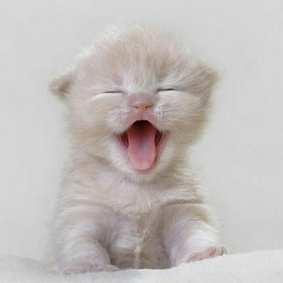 Котенок зевает
