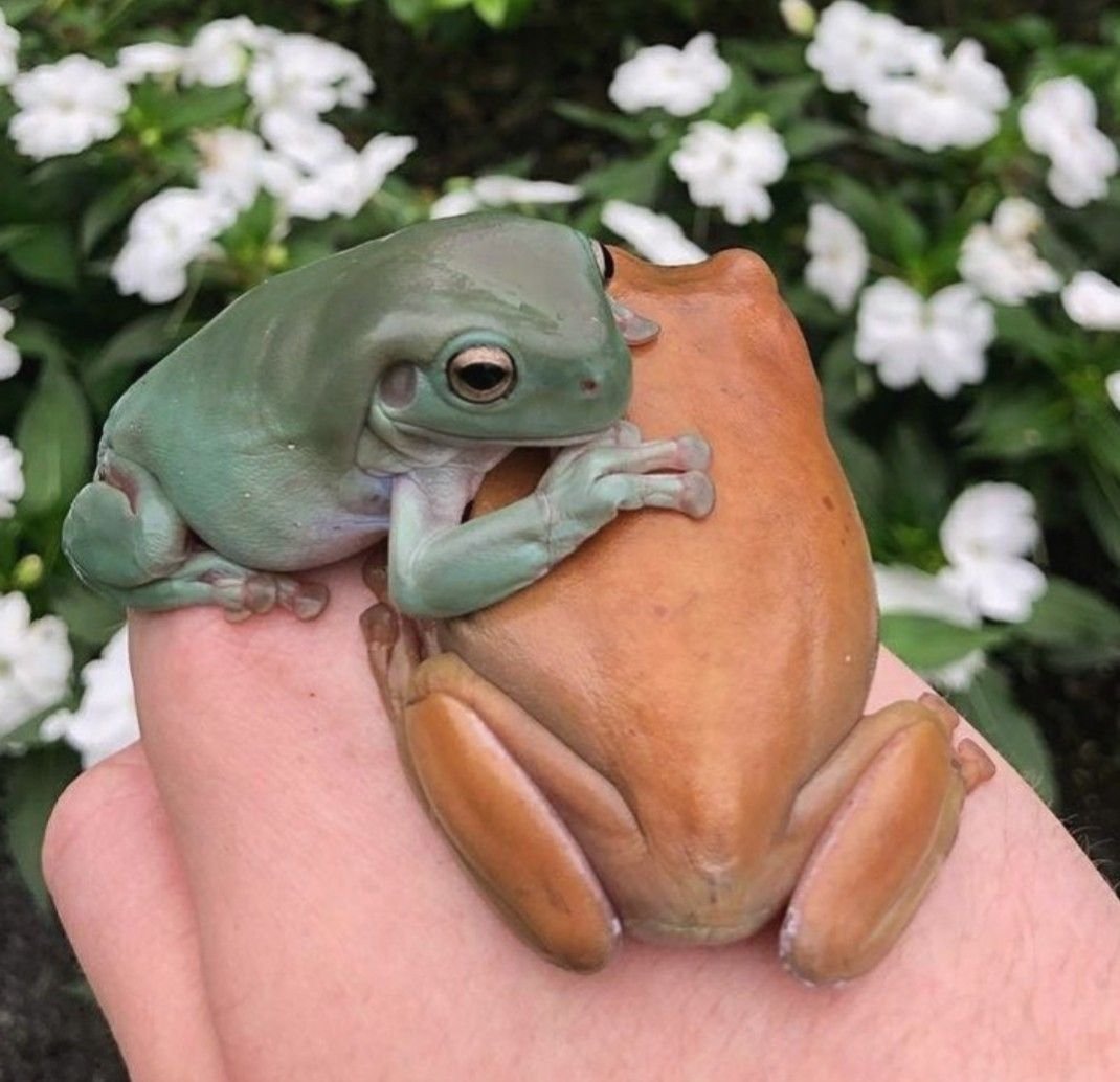 Милые амфибии