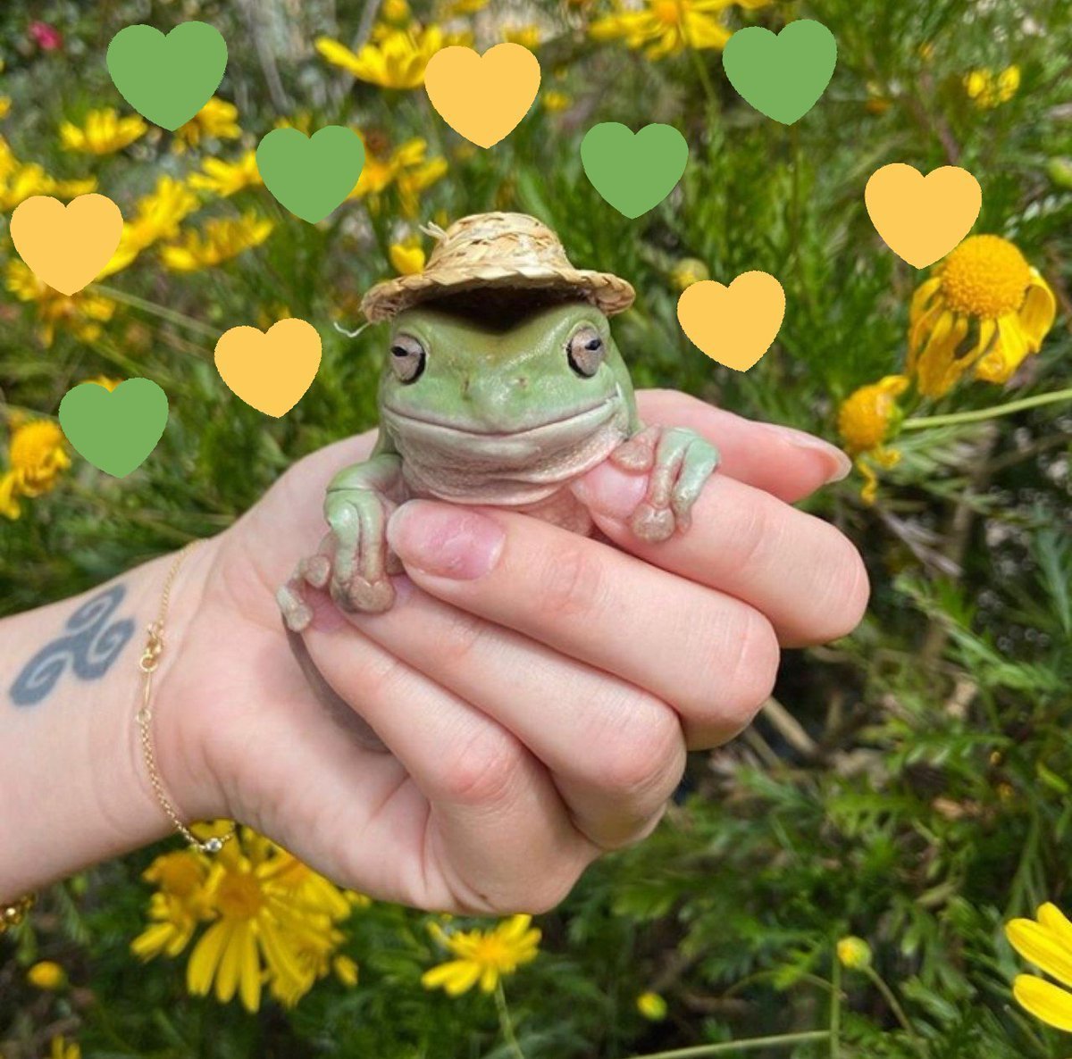 Лягушка Эстетика