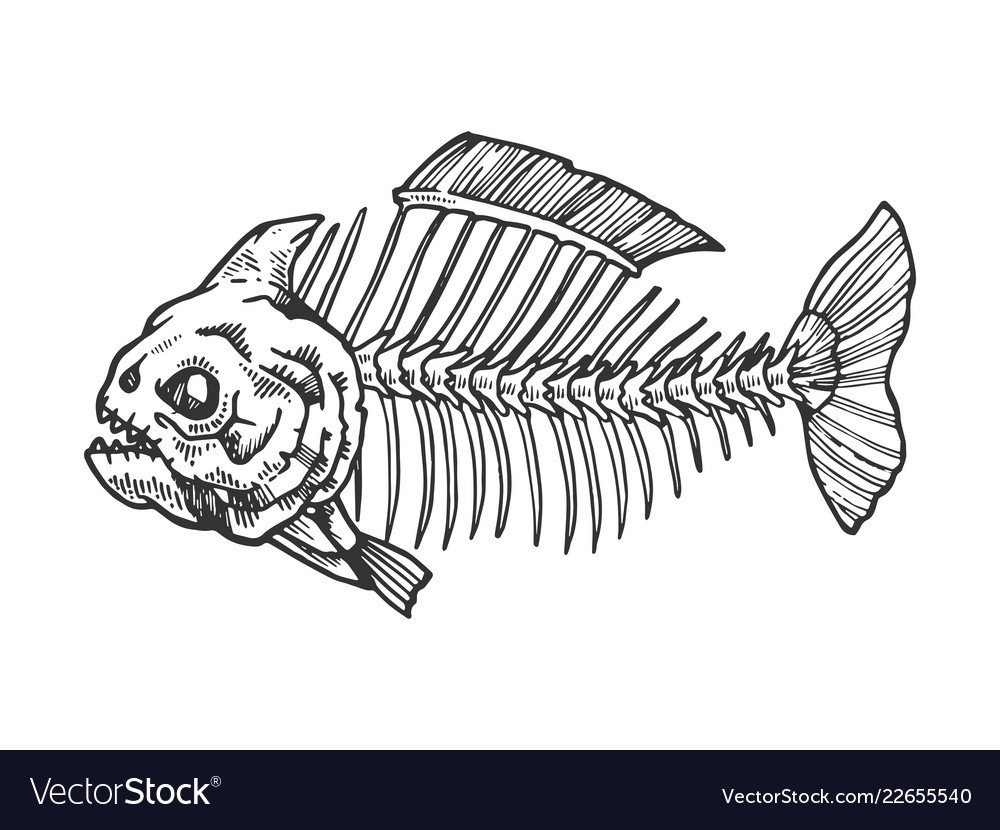 Скелет рыбы пираньи