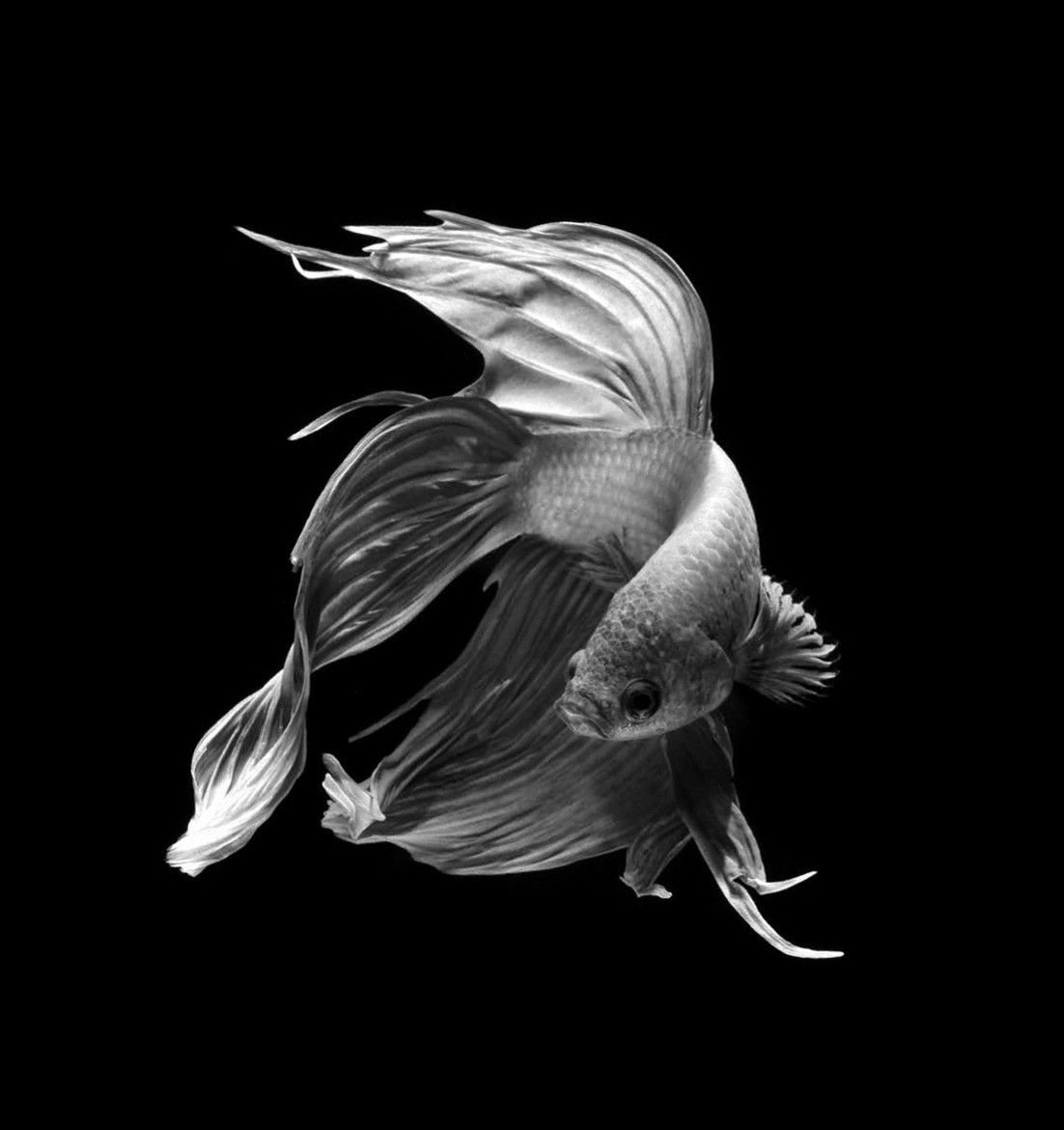 Карп кои вуалехвост