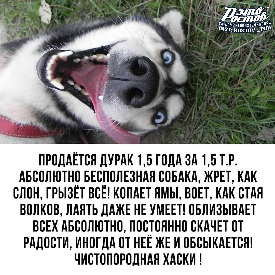 Продается собака дурак