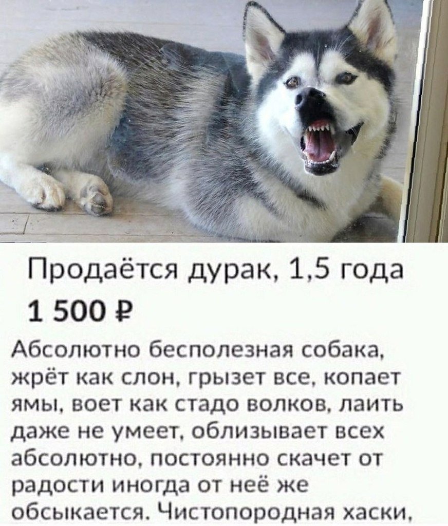 Хаски смешные