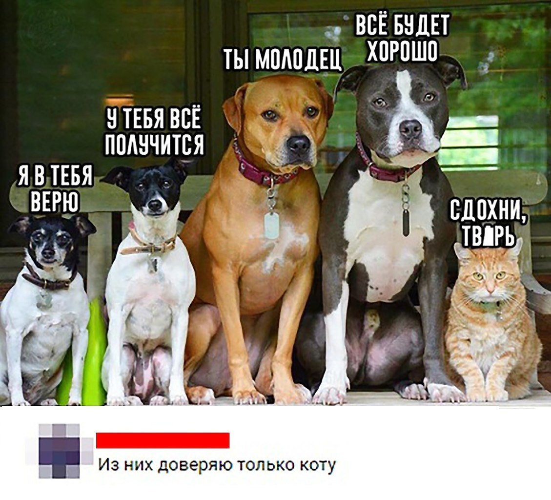 Смешные посты про собак