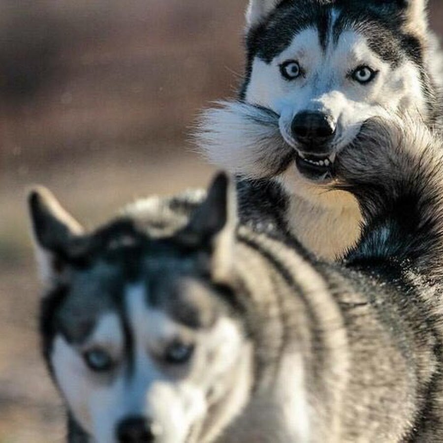 Приколы с собаками