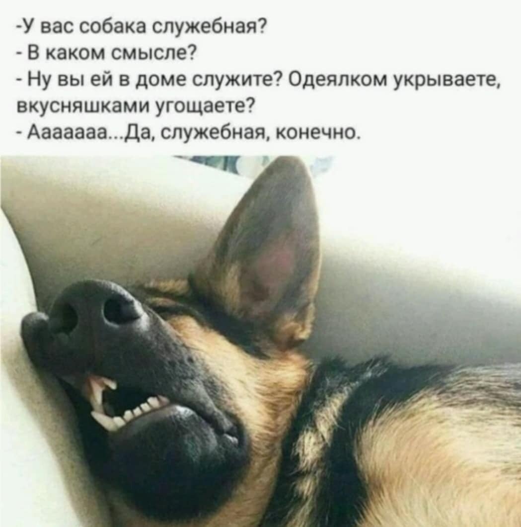 Хаски мемы