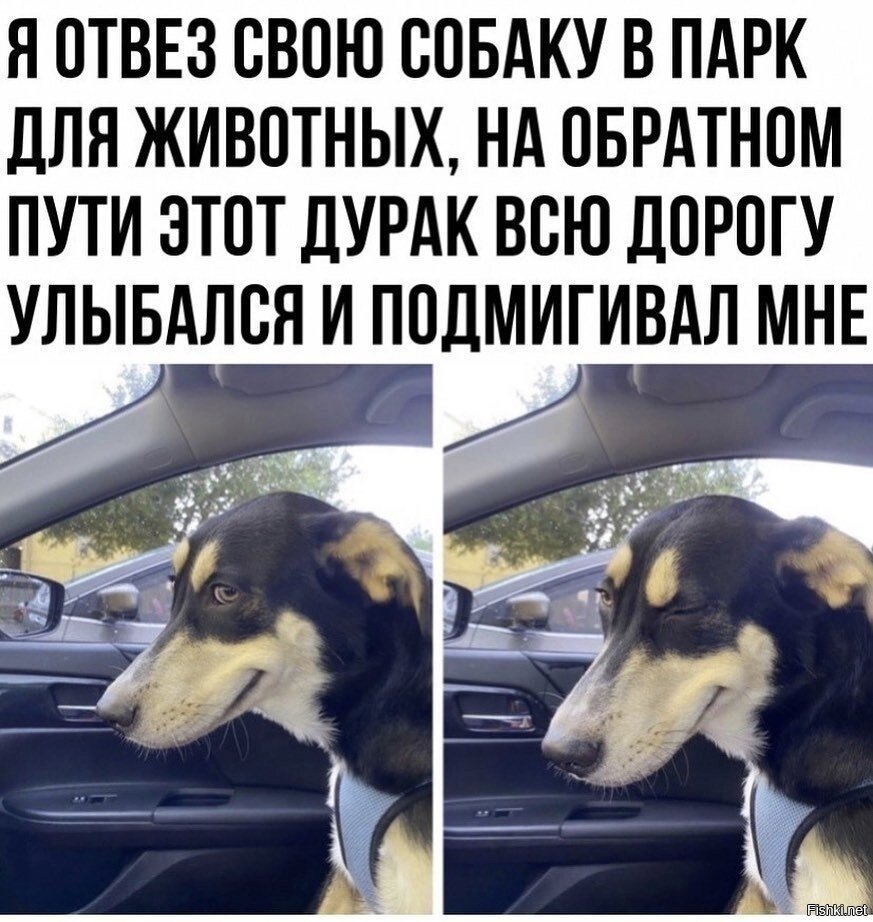 Ржачные хаски