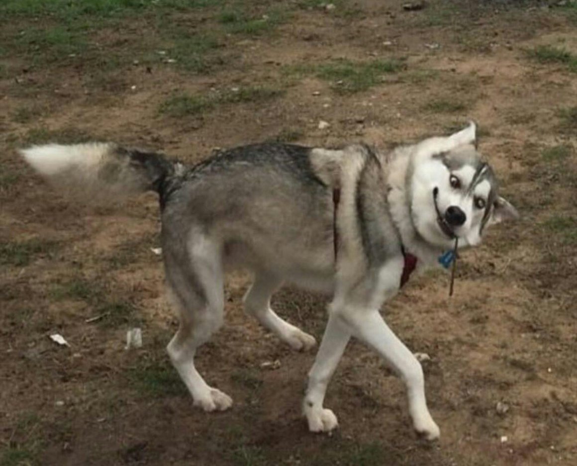 Продается собака дурак