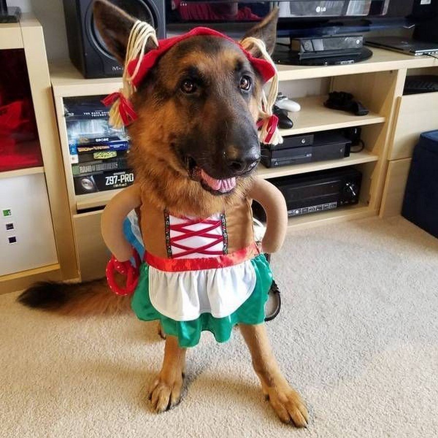 Собака бесится