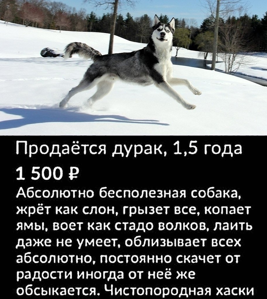 Как будет по-собачьи ты дурак