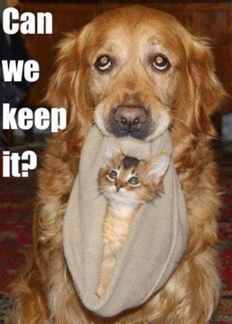 Детеныш пантеры