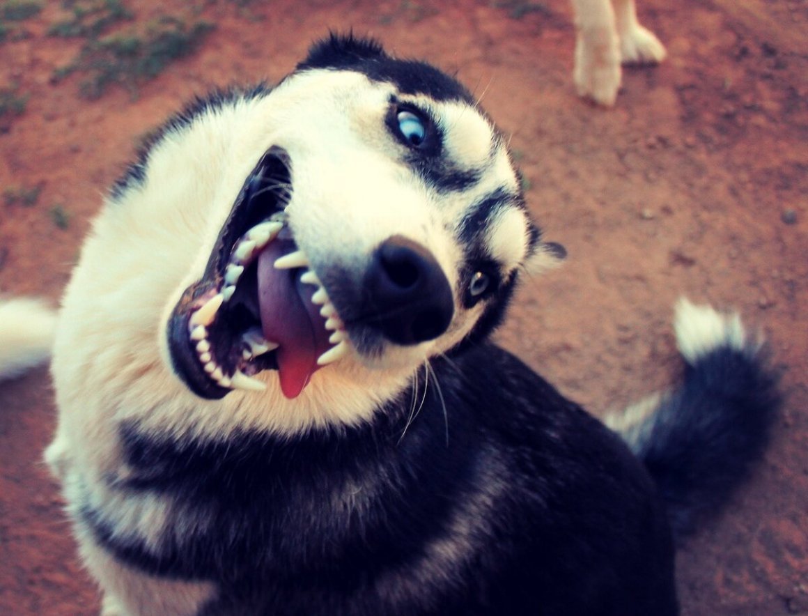 Продается собака дурак