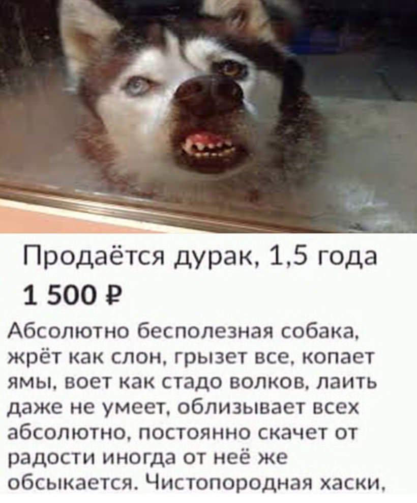 Объявление про хаски прикол