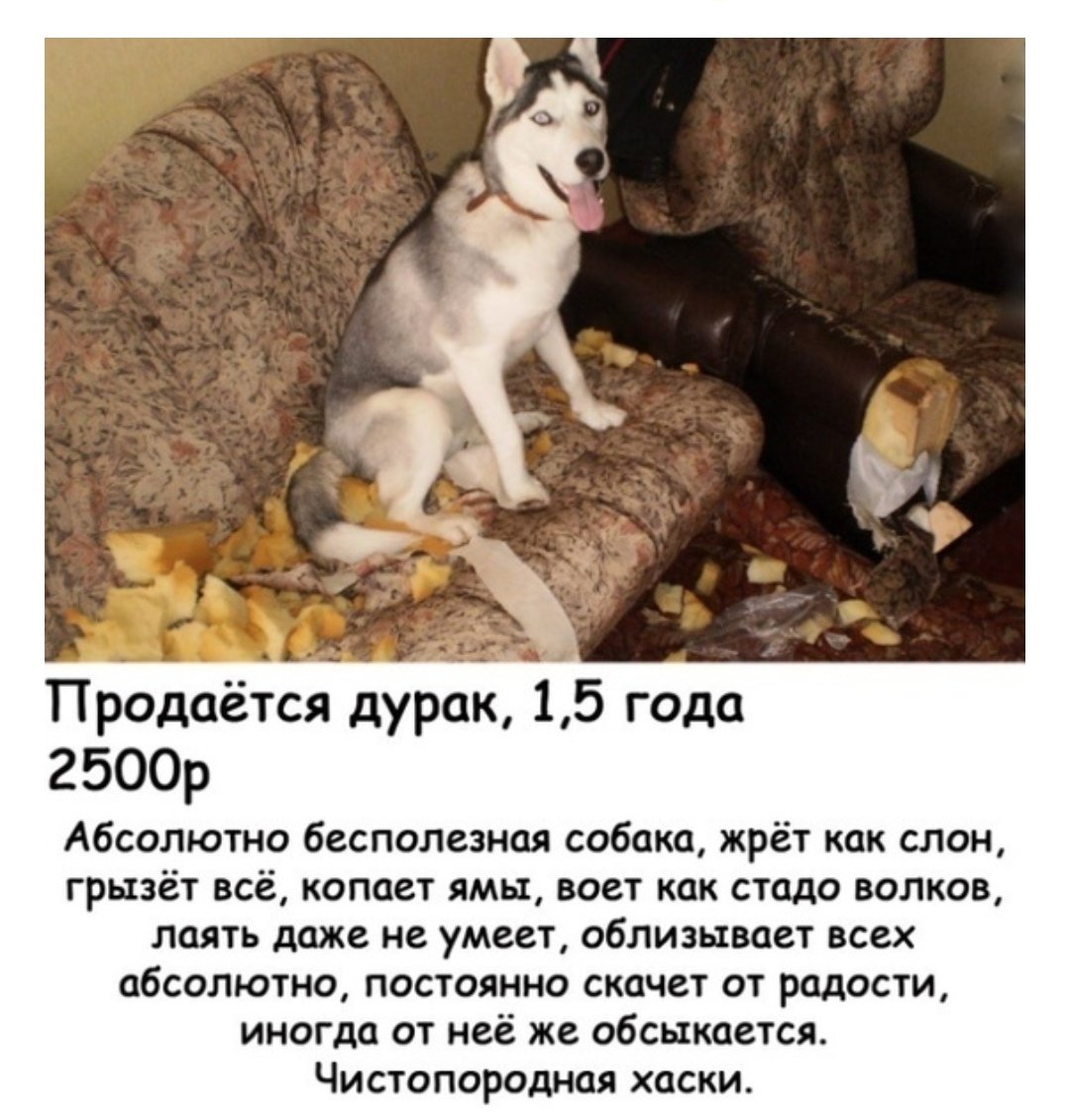 Хаски с оленьими рогами