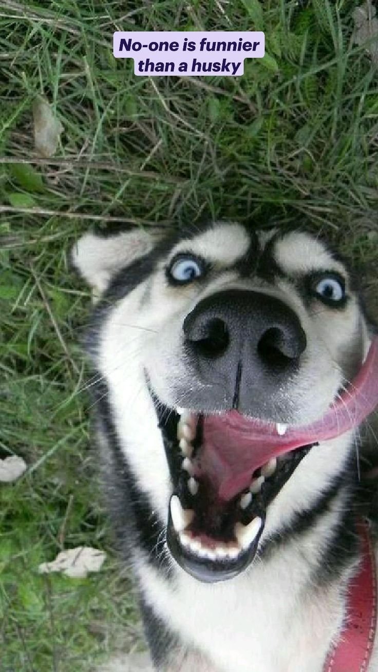 Мой хозяин идиот