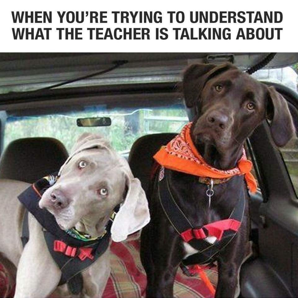 Хаски хуяски