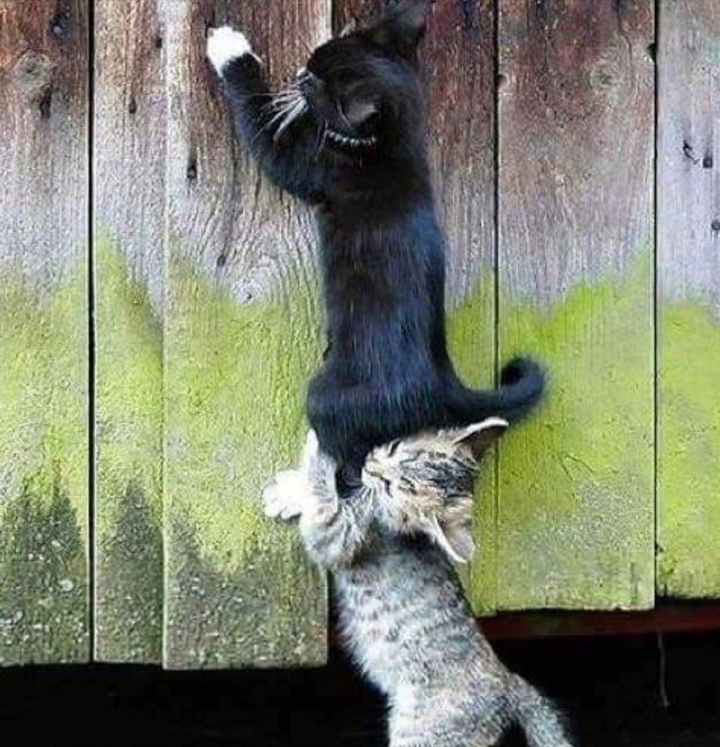 Продаётся дурак 1.5 года