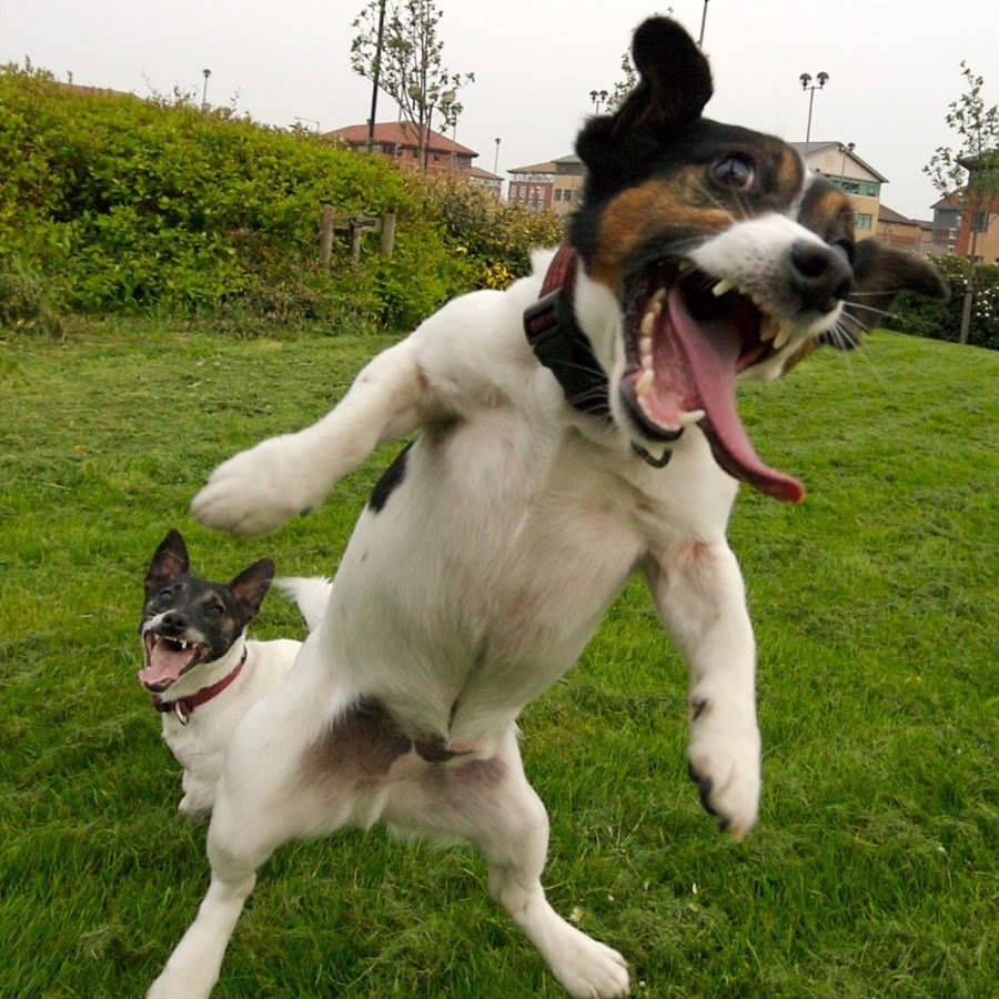 Смешные собаки