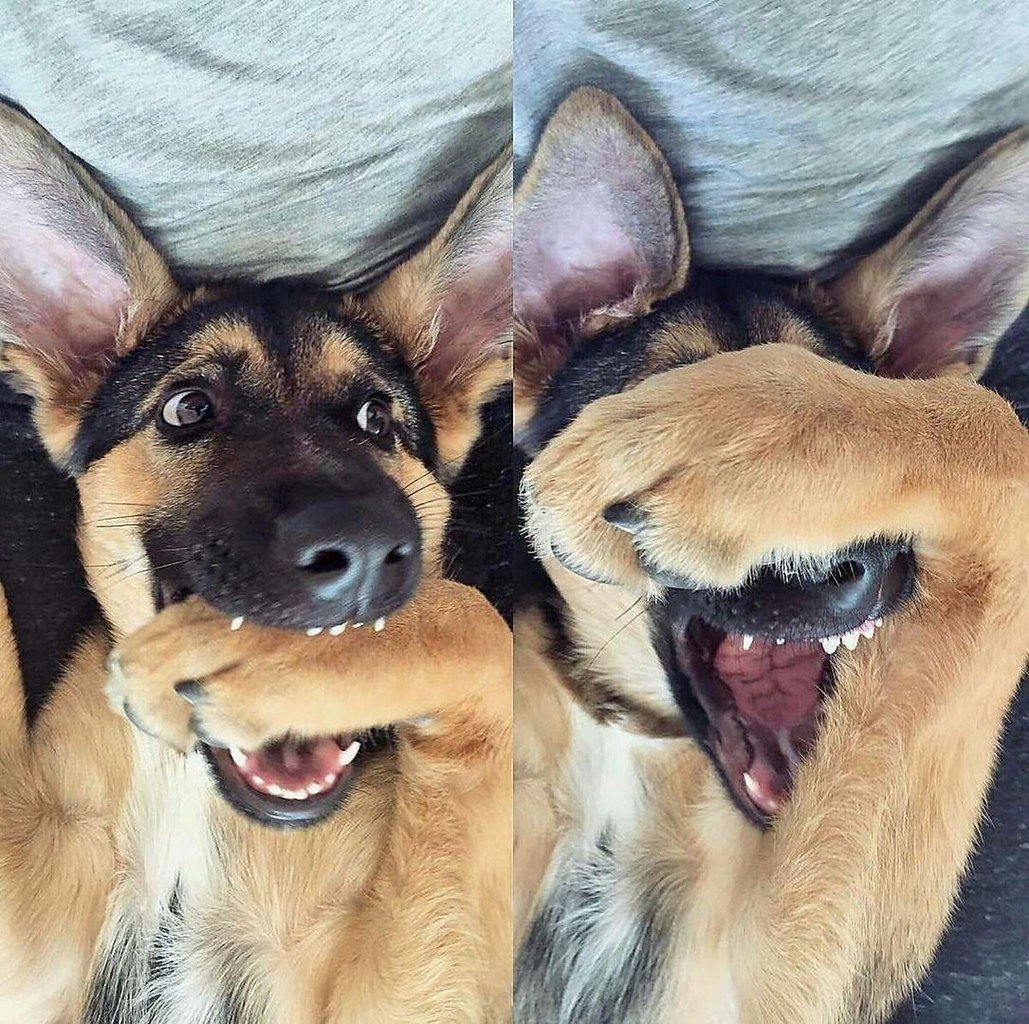 Смешные объявления про собак