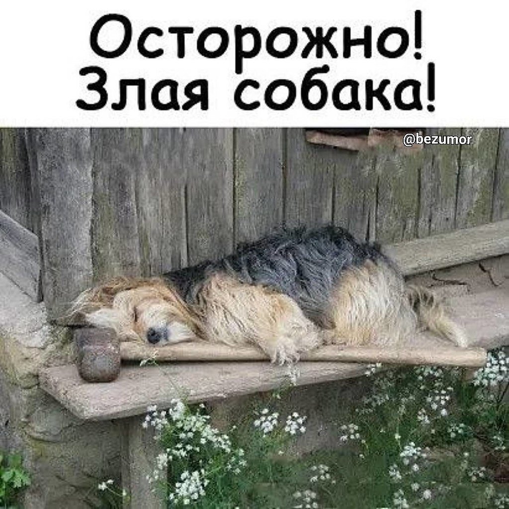 Продается дурак