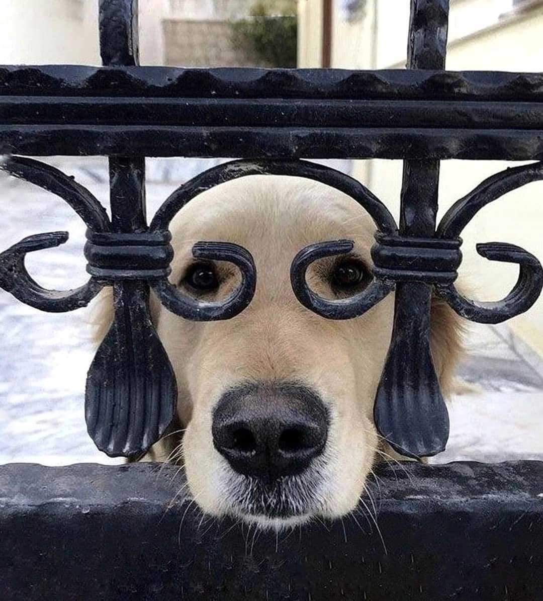 Собирайтесь собачки мы уходим