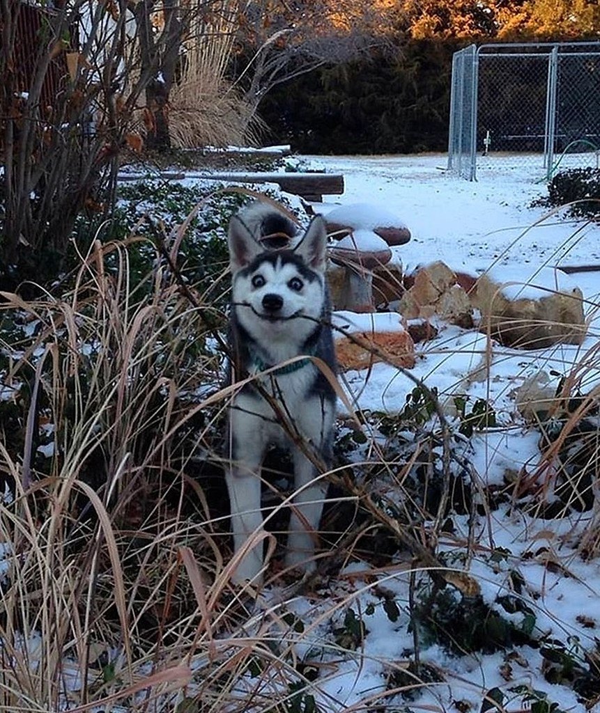 Юмор про собак