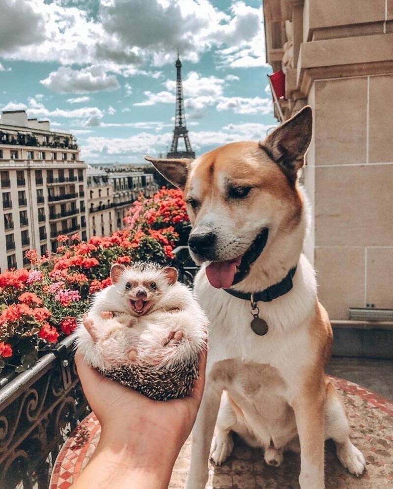 Хаски шутки