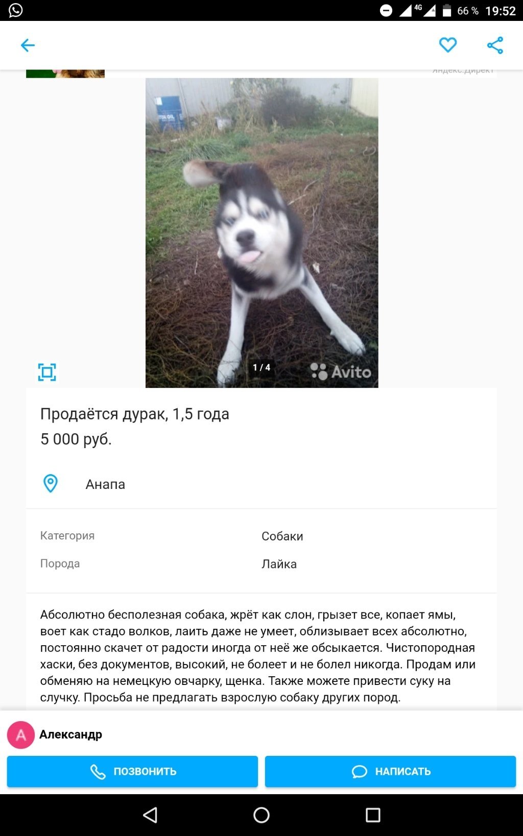 Домашние питомцы