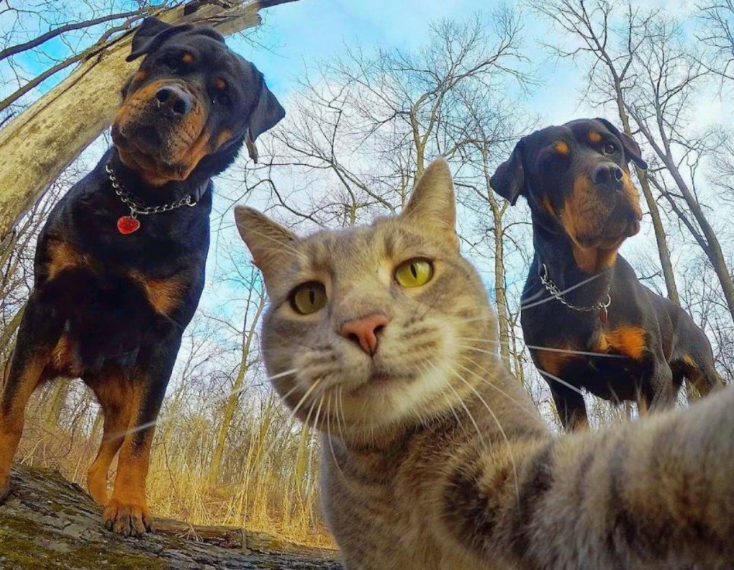 Недовольный хаски