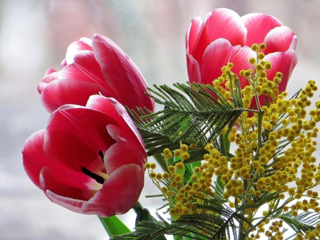 Букет тюльпаны Мимоза нарциссы