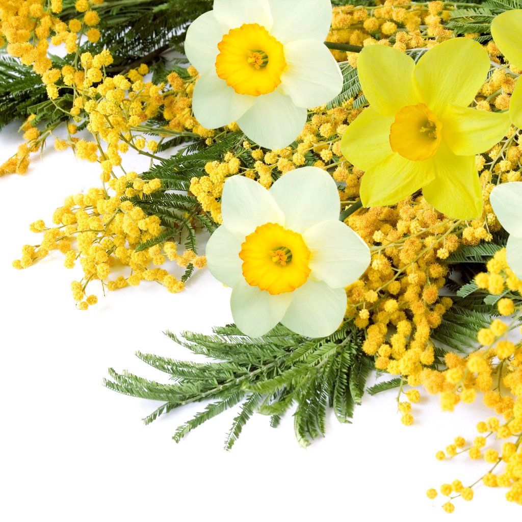 Тюльпаны и Мимоза