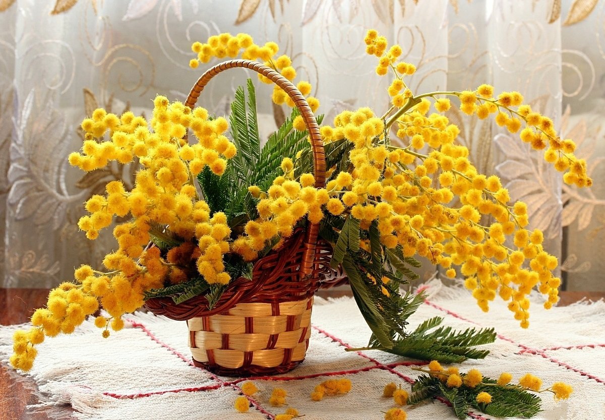 Мимоза фрезии тюльпаны