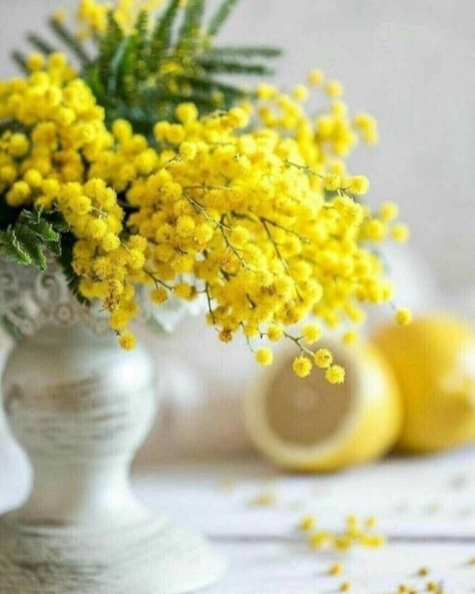 Тюльпаны+ Мимоза