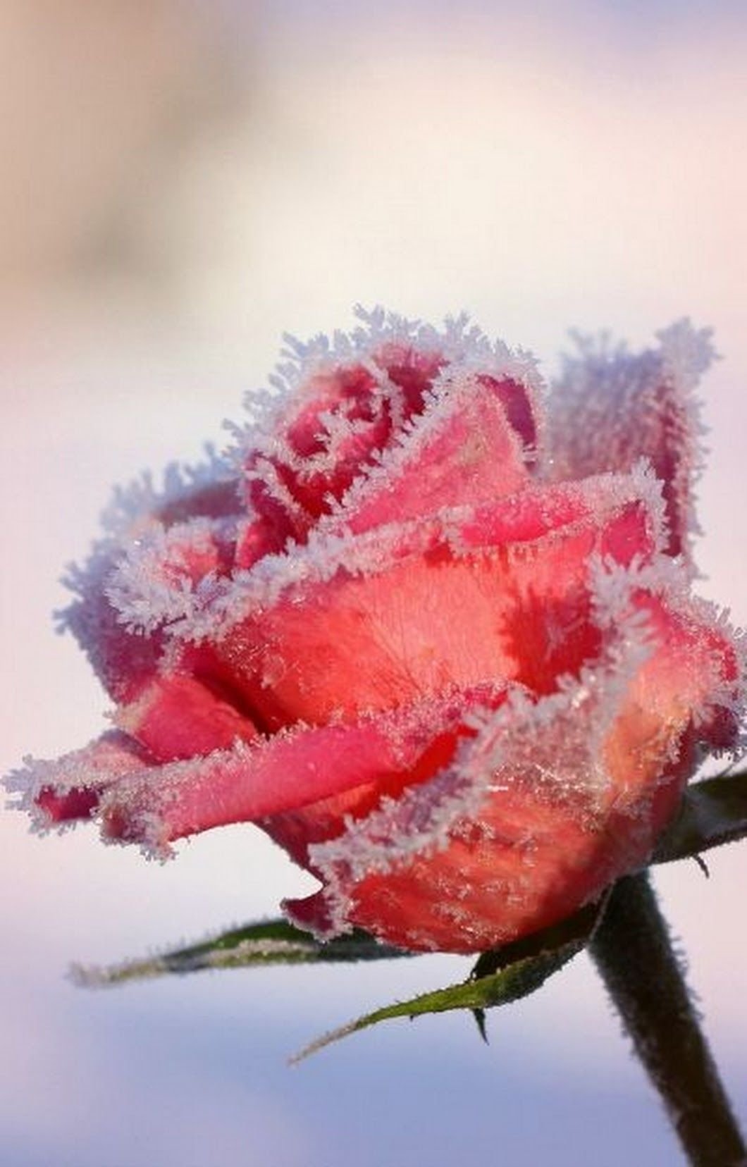 Красивые розы на снегу