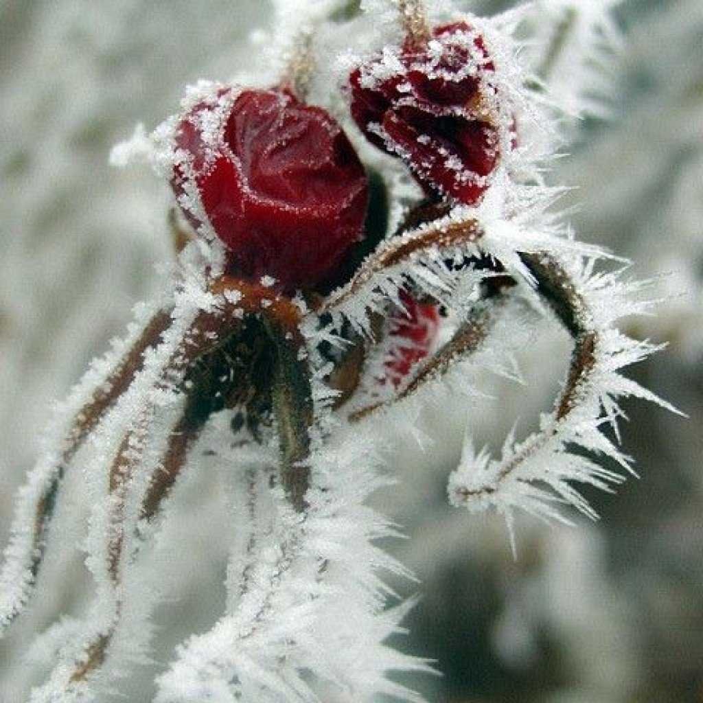 Красивые зимние цветы