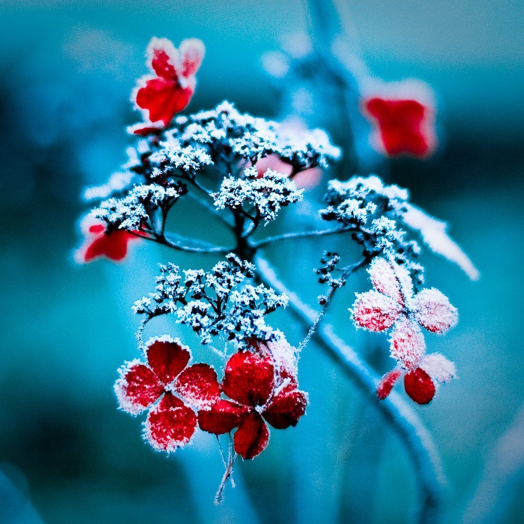 Цветы на зимнем окне