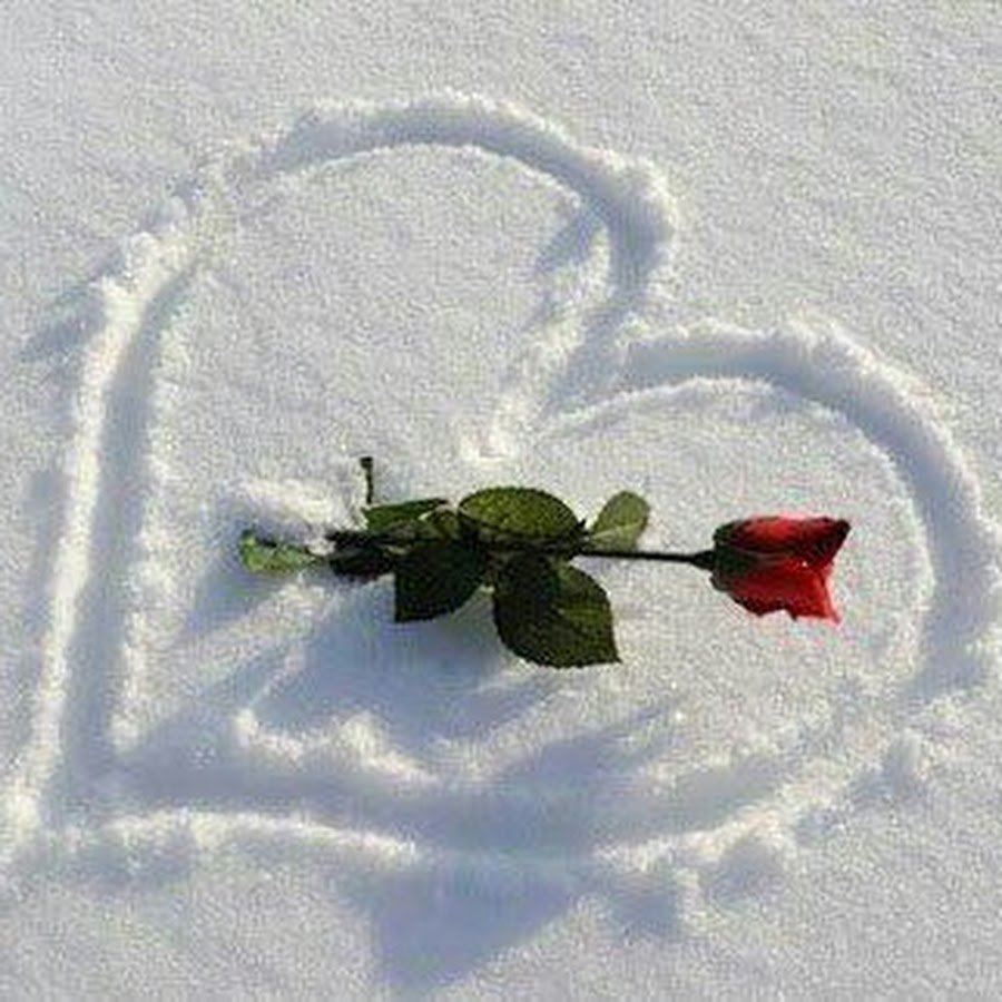 Розы на снегу