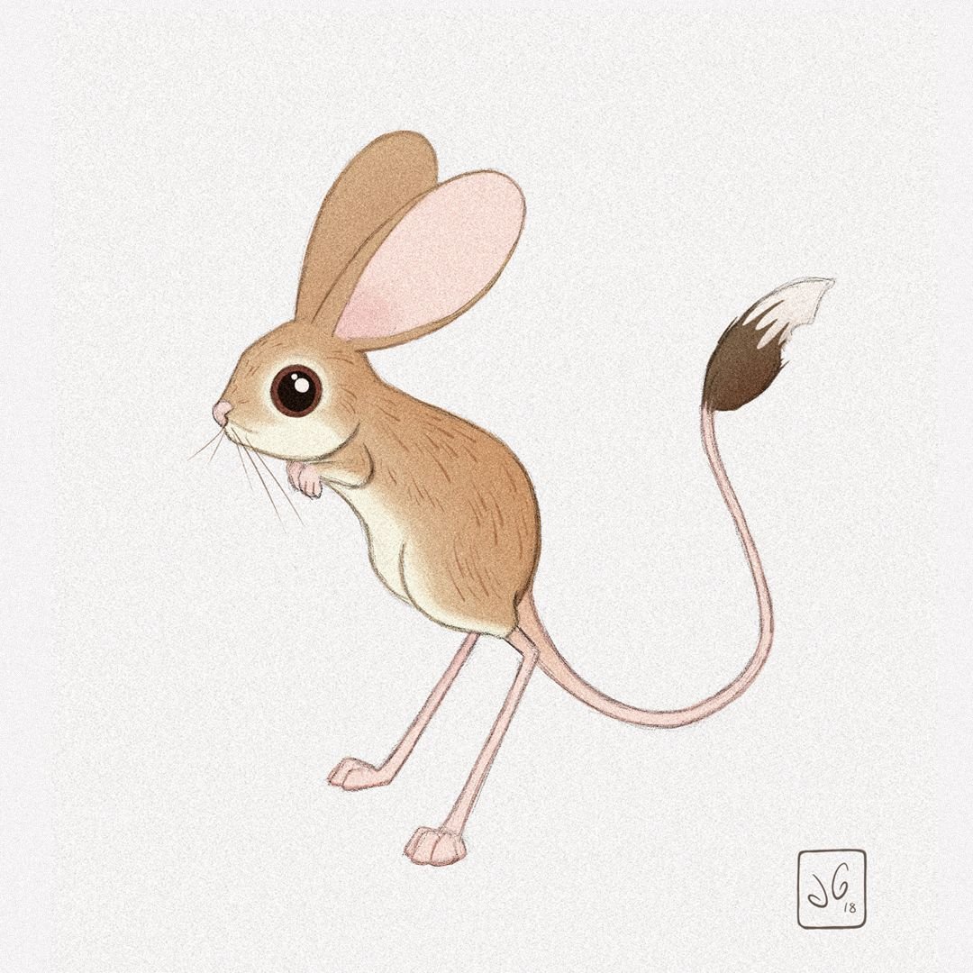 Тушканчик Житкова