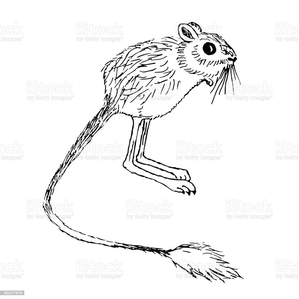 Египетский тушканчик