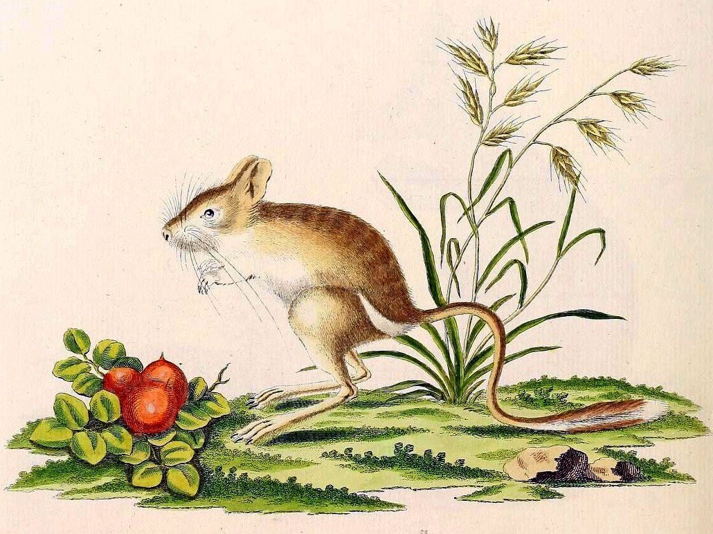 Тушканчик Африка